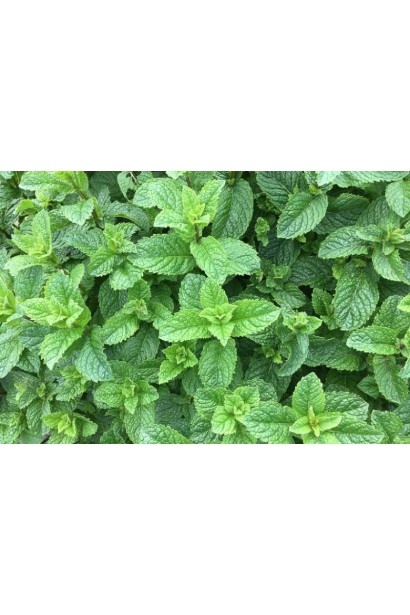 Листя м’яти лимонної - злегка зморшкуваті, короткостовбурні